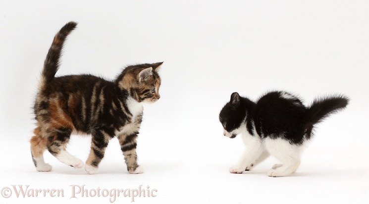 Black-and-white kitten inviting tortoiseshell-tabby kitten to play, white background