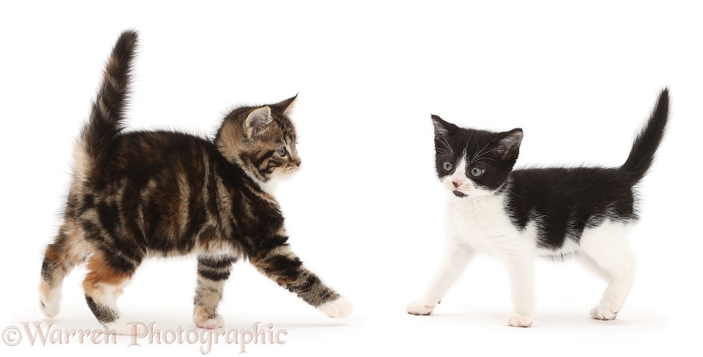 Black-and-white kitten facing tabby kitten, white background