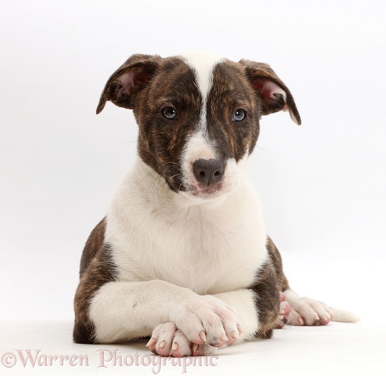 Brindle-and-white Lurcher pup, 8 weeks old, with crossed paws, white background