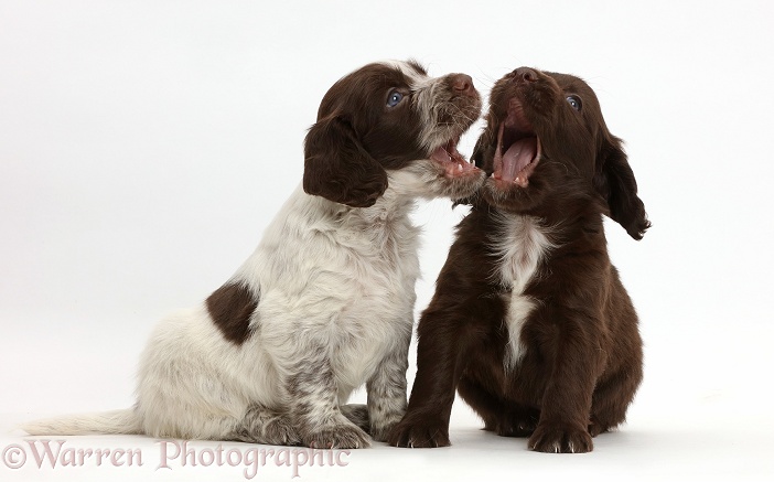 Cocker Spaniel puppies mouth-fencing, white background