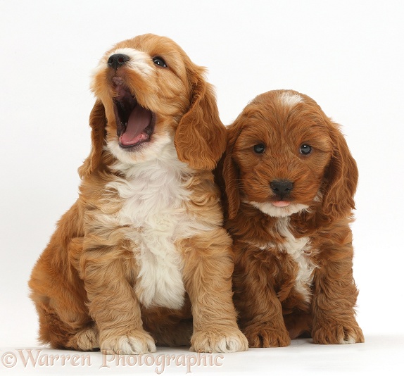Two cute Cockapoo puppies one yawning, white background