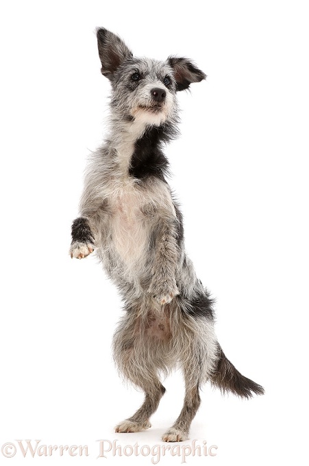 Blue merle mutt standing up on hind legs, white background