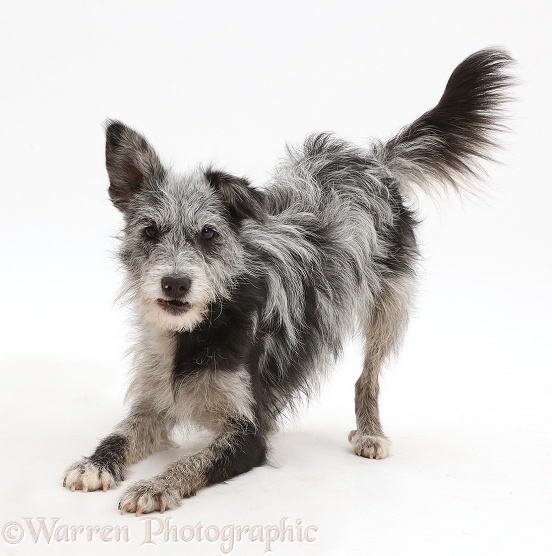 Blue merle mutt in play-bow, white background