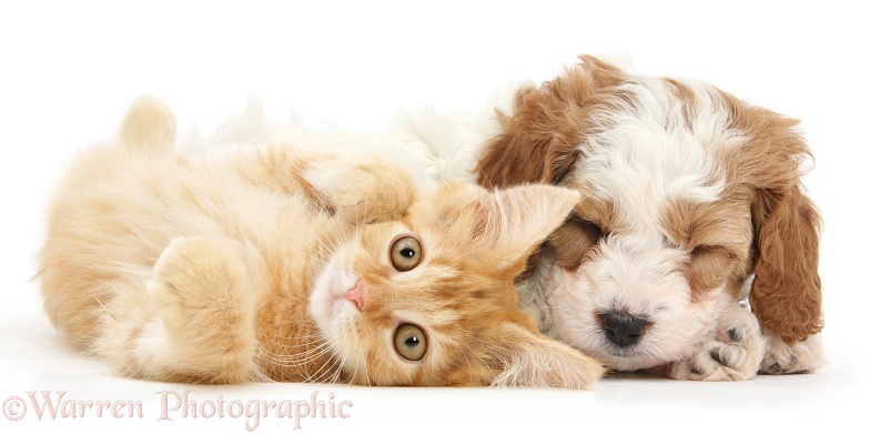 Cute red-and-white sleeping Cavapoo puppy, 5 weeks old, and ginger kitten, white background