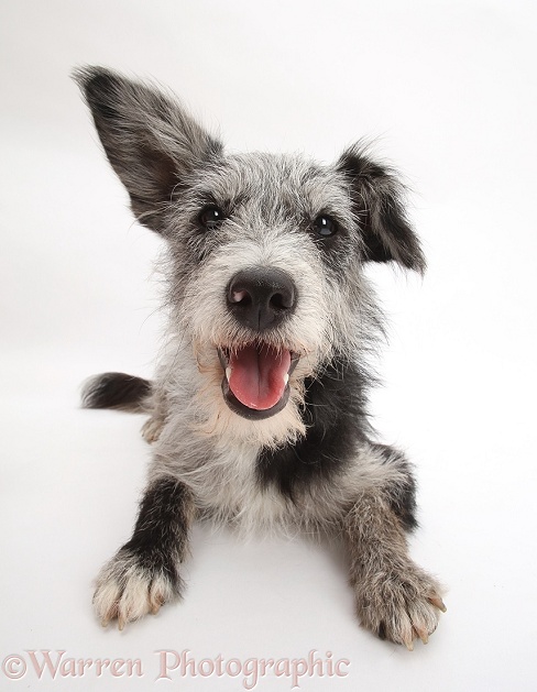 Blue merle mutt lying with head up, white background