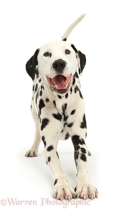 Dalmatian dog, Barney, 6 years old, in play-bow stance, white background