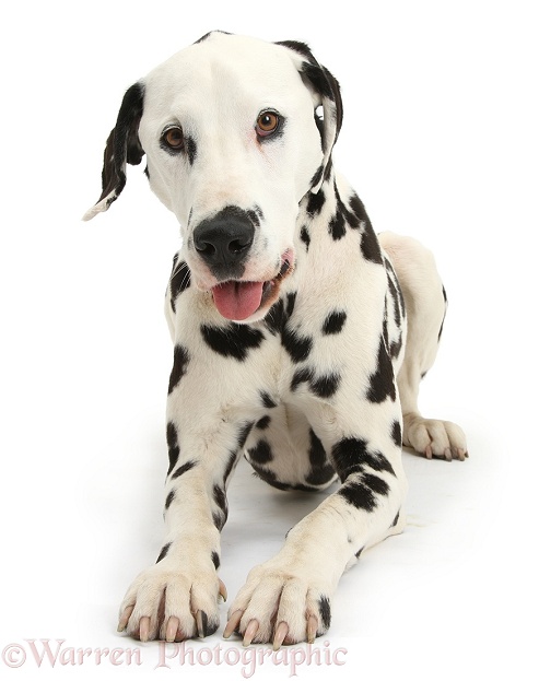 Dalmatian dog, Barney, 6 years old, white background