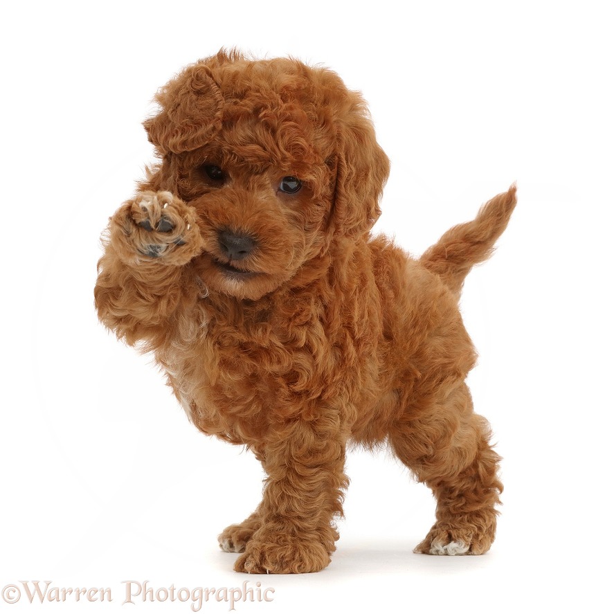 F1b toy goldendoodle puppy holding paw up, white background