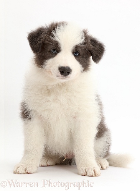 Blue-and-white Border Collie puppy sitting, white background