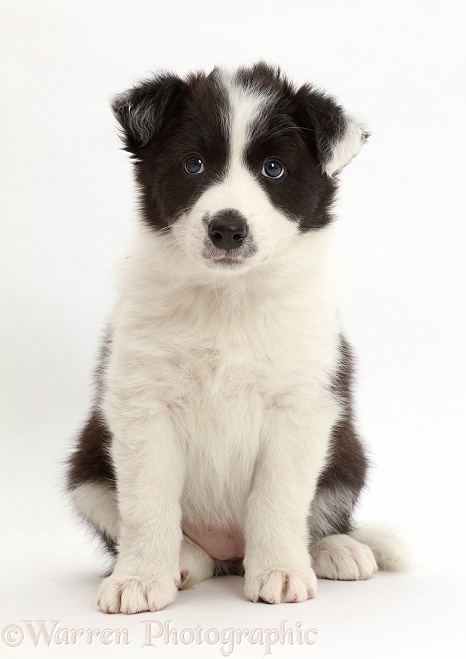 Black-and-white Border Collie puppy sitting, white background
