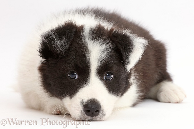 Black-and-white Border Collie puppy with chin on floor, white background