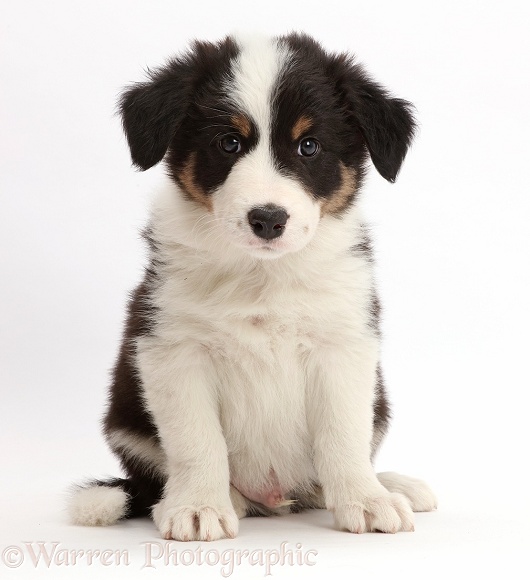 Tricolour Border Collie puppy, white background