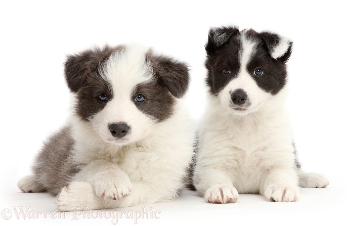 Two Border Collie puppies, white background