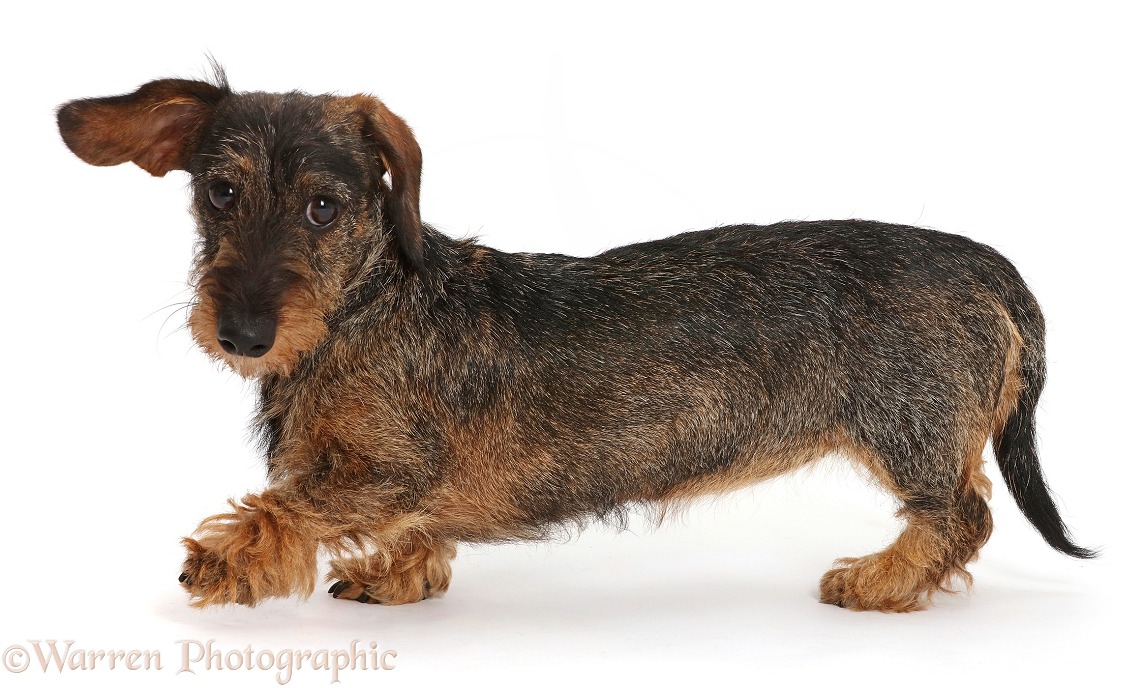 Wire haired Dachshund walking across, white background
