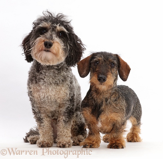 Tricolour Daxie-doodle dog, Dougal, and wire-haired Dachshund, white background