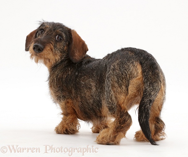 Wire haired Dachshund looking over shoulder, white background