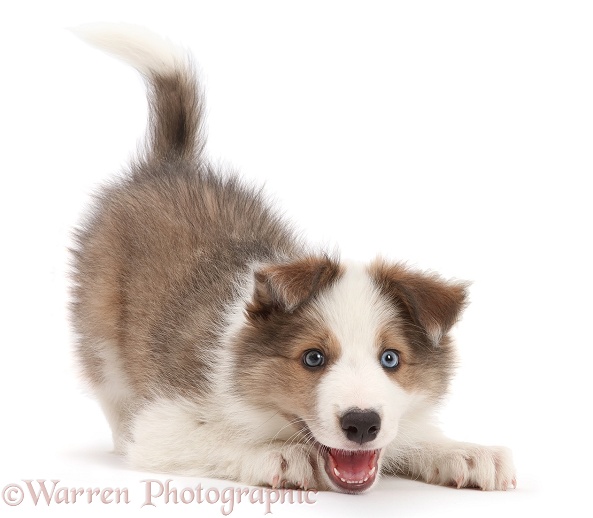 Sable-and-white Border Collie puppy, 8 weeks old, in play-bow, white background