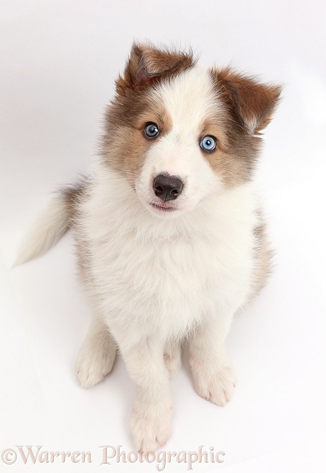 Sable-and-white Border Collie puppy, 8 weeks old, sitting and looking up, white background