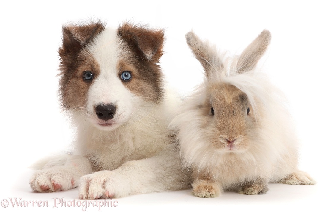Sable-and-white Border Collie puppy, 8 weeks old, with fluffy bunny, white background