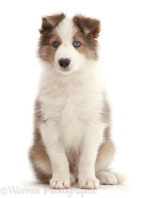 Sable-and-white Border Collie puppy, 8 weeks old, sitting, white background