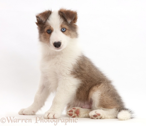 Sable-and-white Border Collie puppy, 8 weeks old, sitting, white background
