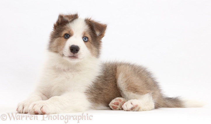 Sable-and-white Border Collie puppy, 8 weeks old, white background