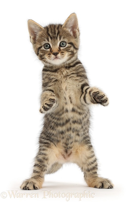 Tabby kitten, 6 weeks old, standing with raised paws, white background