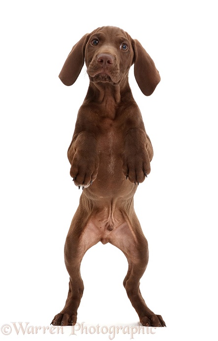 Pointer puppy jumping up, white background