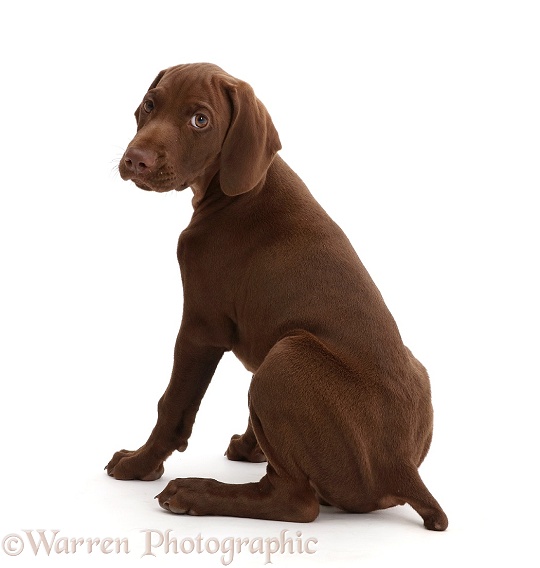 Pointer puppy looking over shoulder, white background