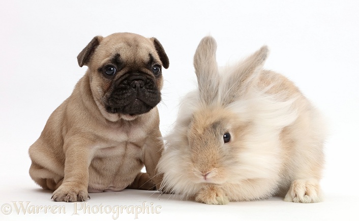 French Bulldog puppy with fluffy bunny, white background