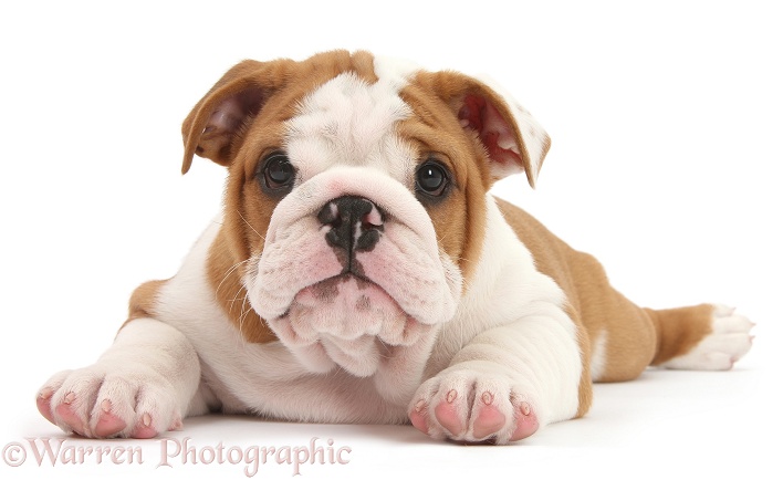 Bulldog pup, 8 weeks old, lying stretched out, white background