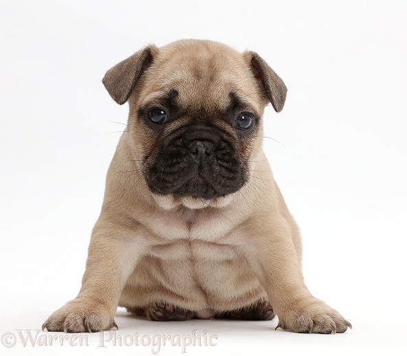 French Bulldog puppy, 5 weeks old, white background