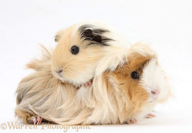 Two Bad-hair-day Guinea pigs, white background