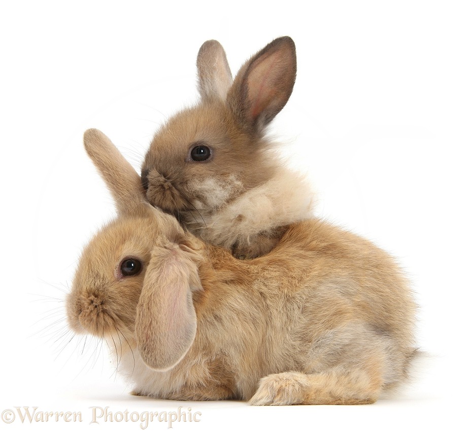 Two baby Lionhead-cross rabbits, white background