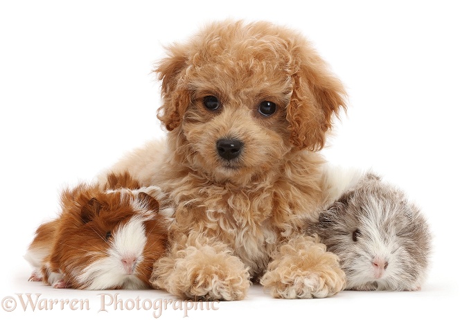 Cavachondoodle pup and Guinea pigs, white background