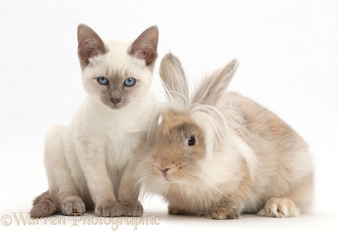 Blue-point kitten with fluffy bunny, white background