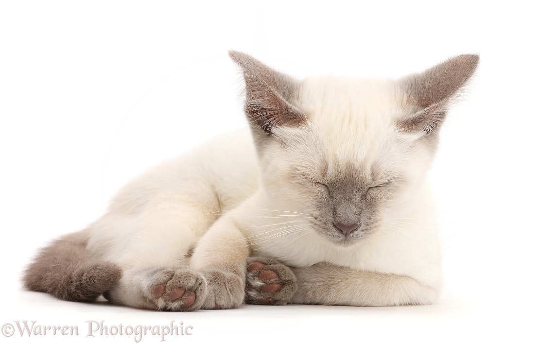 Blue-point kitten dozing, white background