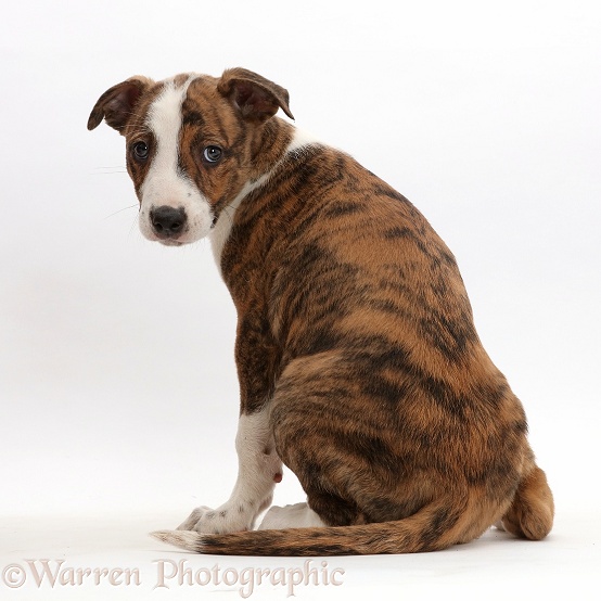 Brindle-and-white Lurcher pup, 8 weeks old, sitting and looking over shoulder, white background