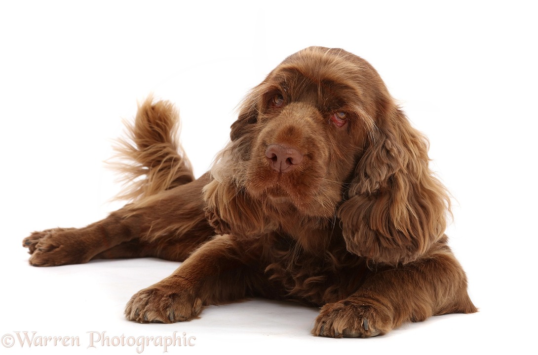 Sussex Spaniel sitting, lying with head up, white background