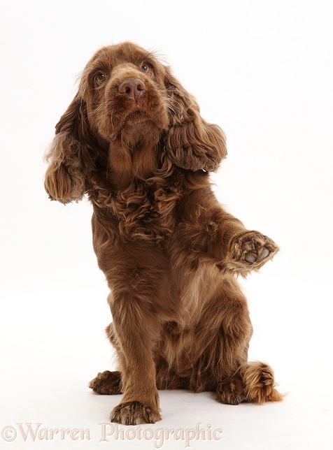 Sussex Spaniel sitting, with raised paw, white background