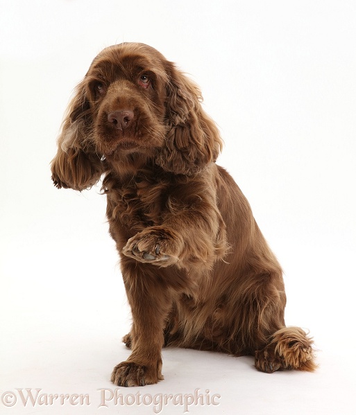 Sussex Spaniel sitting, with raised paw, white background