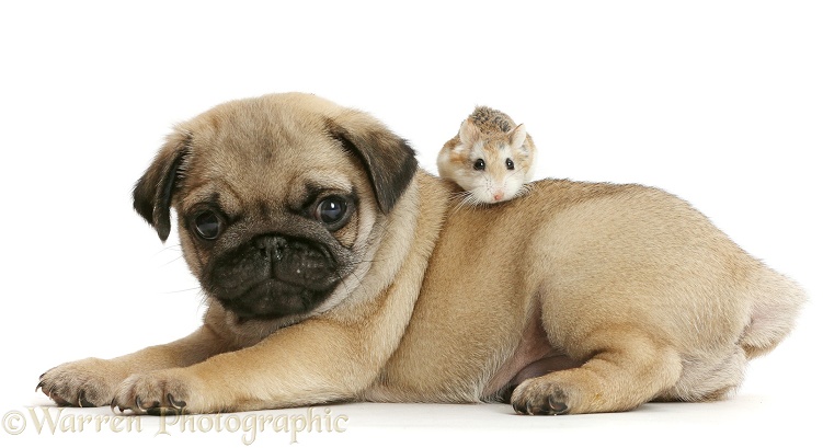 Pug puppy and Roborovski Hamster, white background