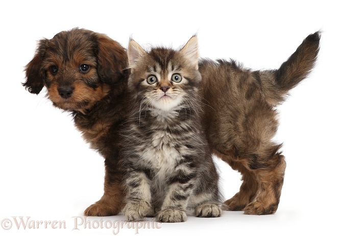 Tabby Persian-cross kitten and F1B Toy Goldendoodle puppy, both 7 weeks old, white background