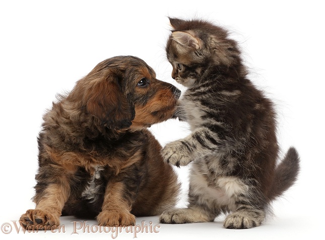 Tabby Persian-cross kitten and F1B Toy Goldendoodle puppy, both 7 weeks old, white background