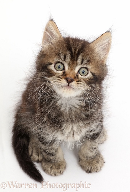 Tabby Persian-cross kitten, 7 weeks old, sitting and looking up, white background