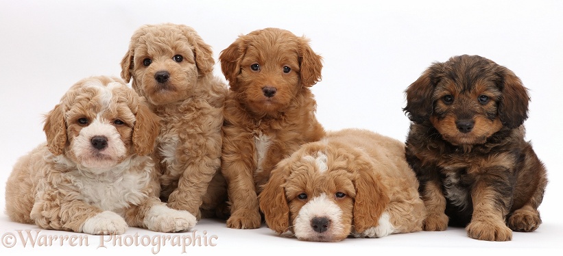 Five F1b Toy Goldendoodle puppies, 7 weeks old, white background