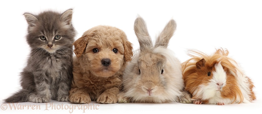 Grey kitten, Goldendoodle puppy, bunny and Guinea pig, white background