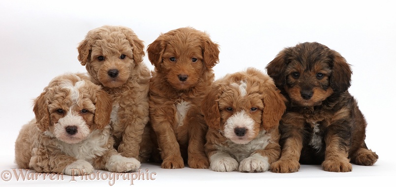 Five F1b Toy Goldendoodle puppies, 7 weeks old, white background