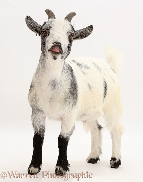 Pygmy Goat flehming, white background