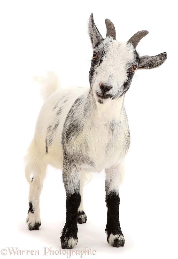 Pygmy Goat standing, white background